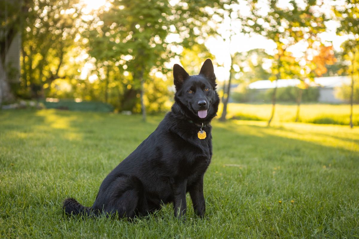 Dog standing outdoors in a spacious grassy residential yard