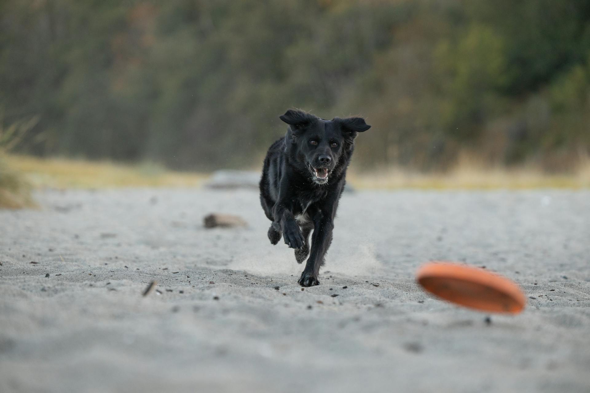 Svart labradorretriever som springer på grå sand