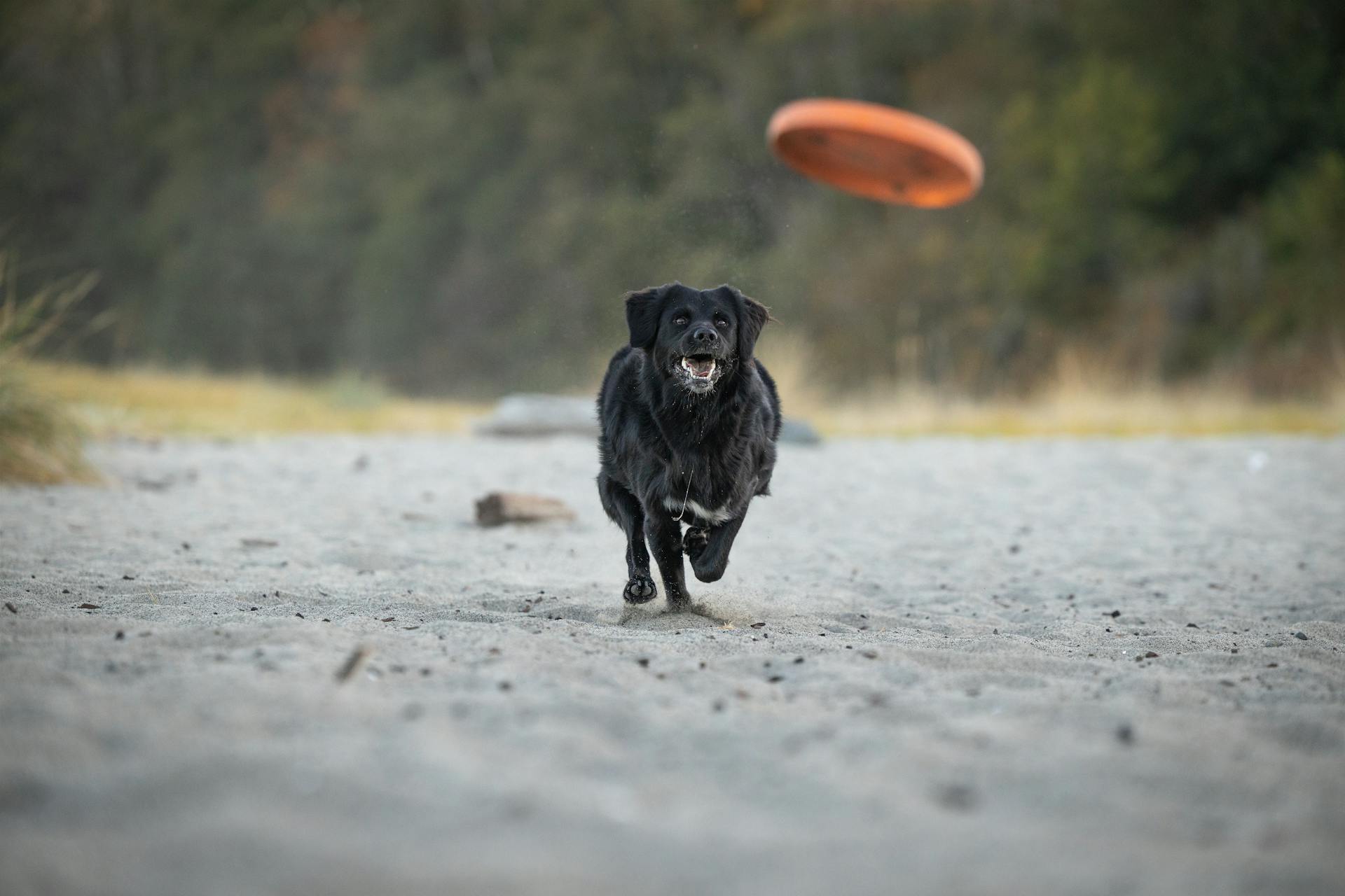 A Dog Playing Fetch