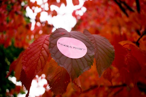 秋季, 秋季美學 的 免費圖庫相片