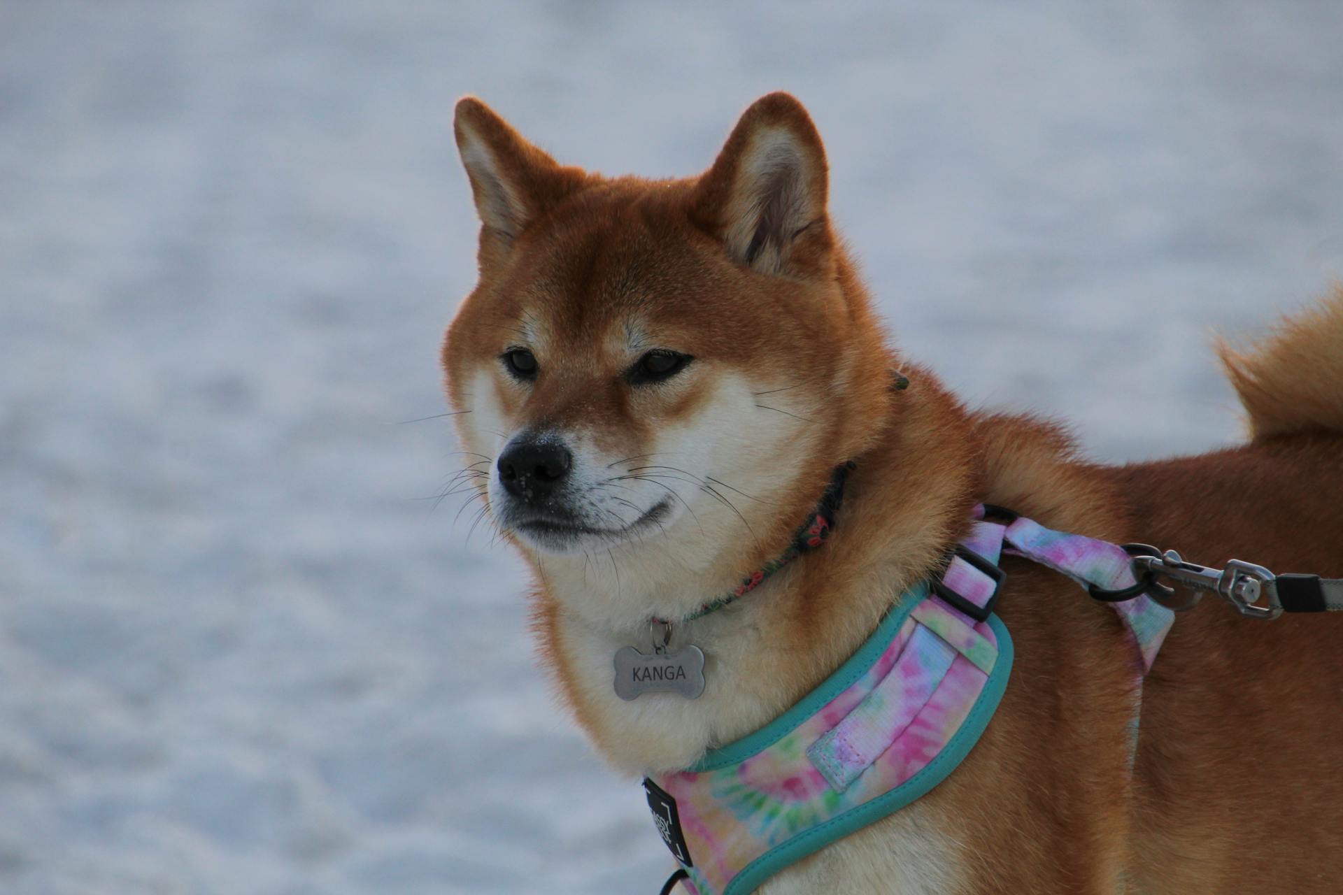 Photograph of a Brown and White Shiba Inu