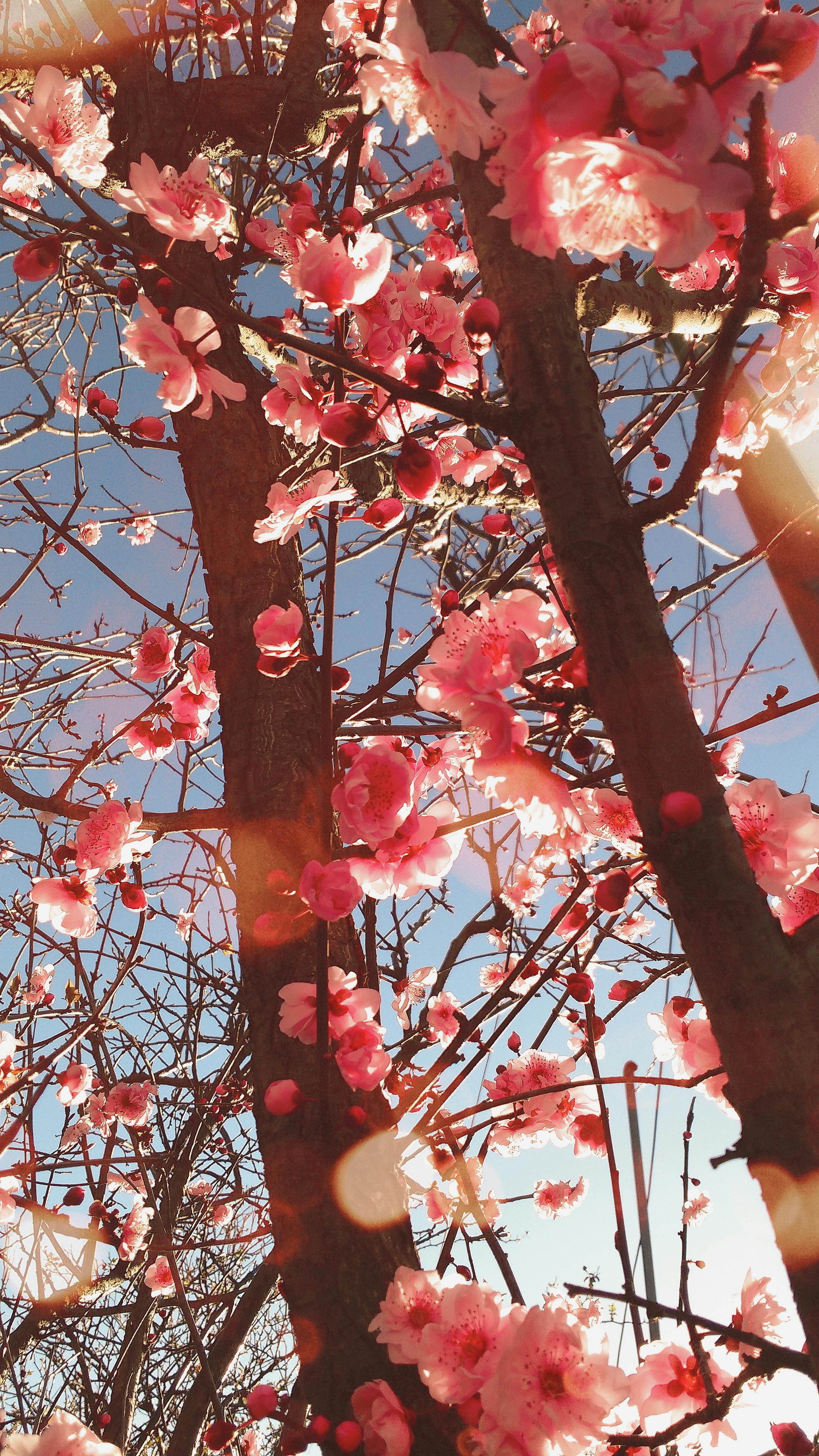 Free stock photo of flower wallpaper, flowering tree, pink flower