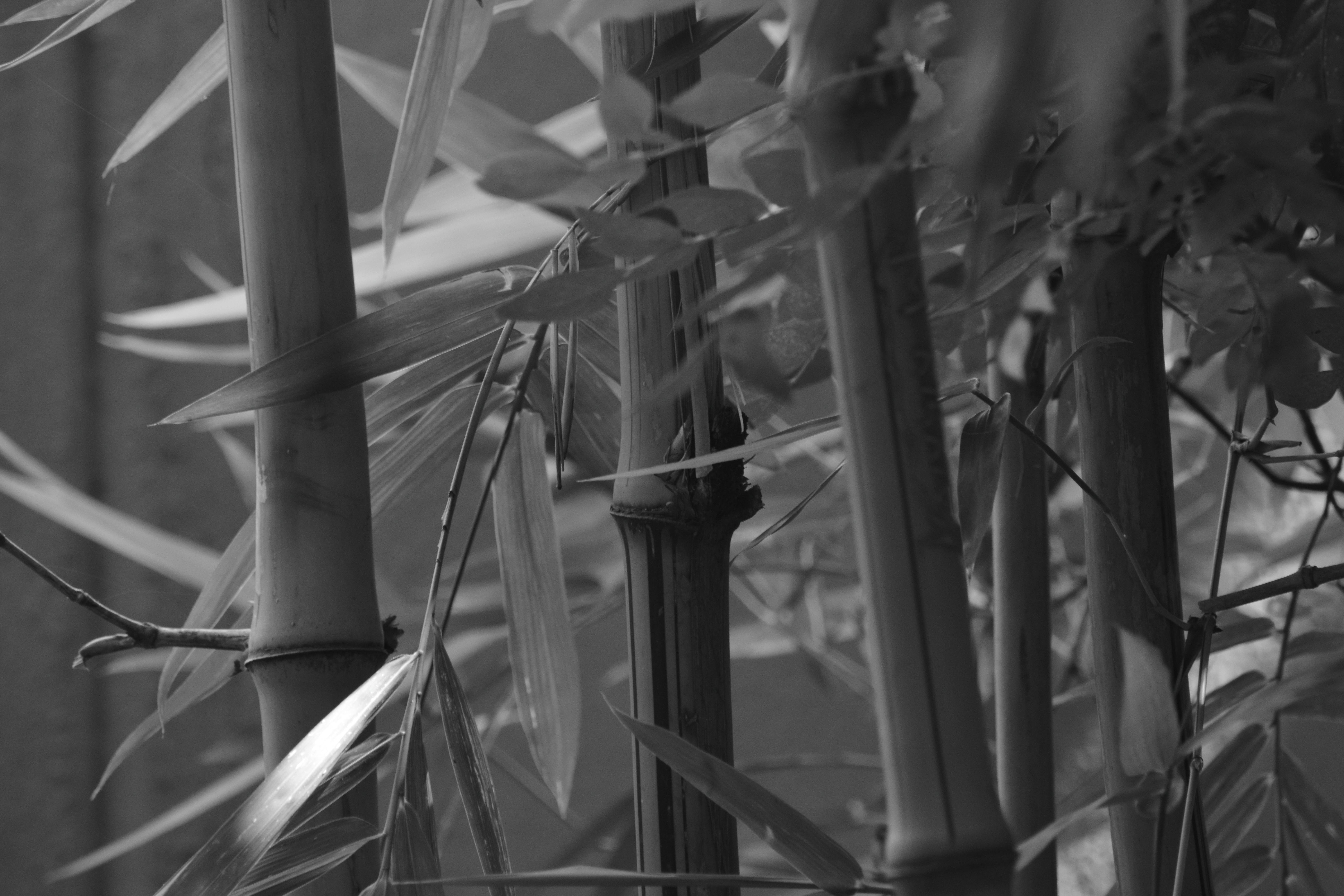 Free stock photo of bamboo, black and white, leaves