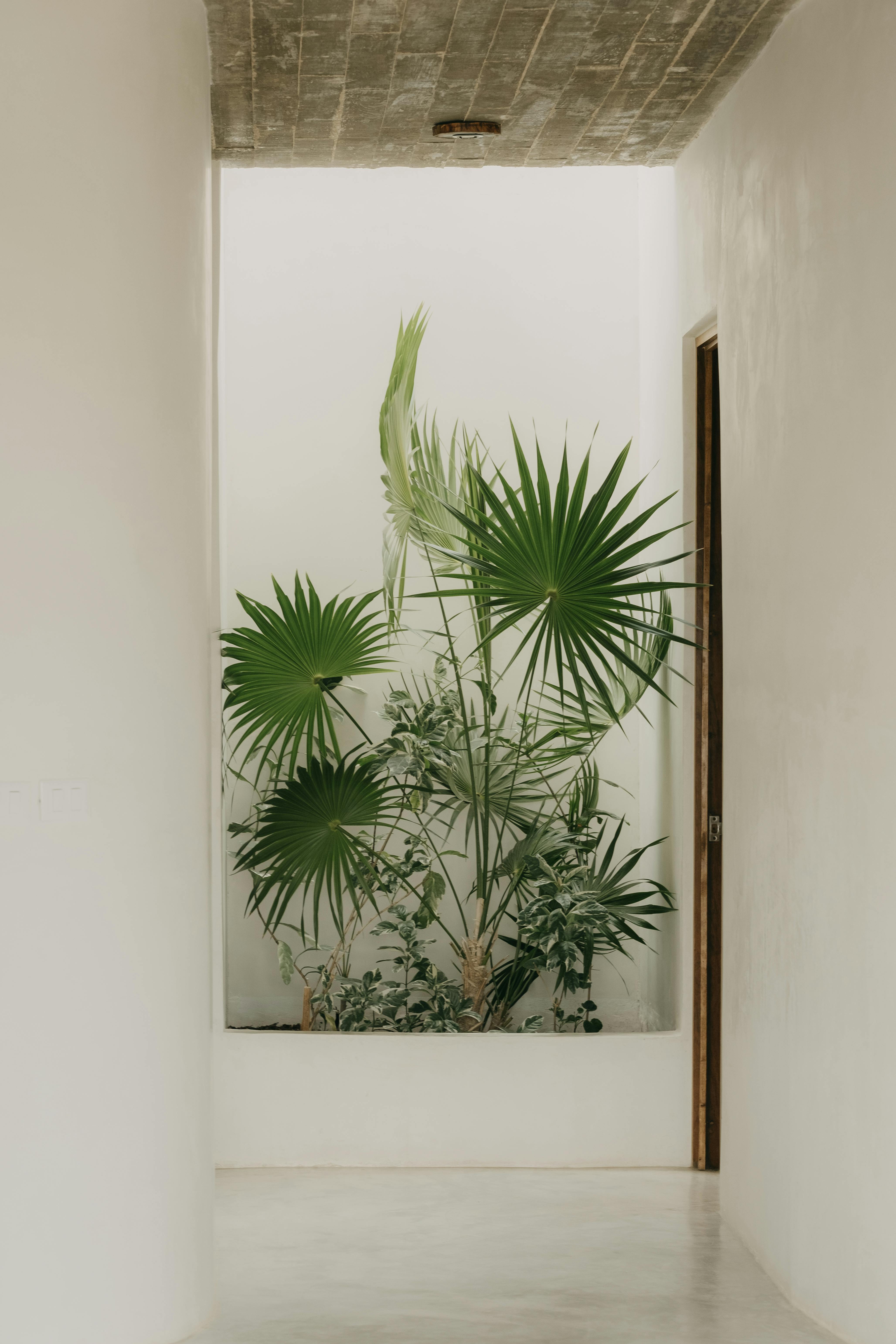 Serene modern interior featuring vibrant green plants and minimalist design.