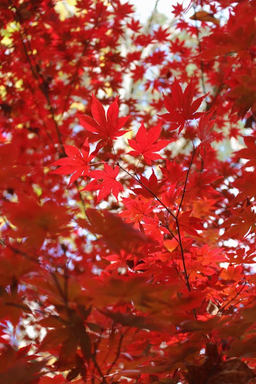 Free stock photo of autumn, fall, fall leaves Stock Photo
