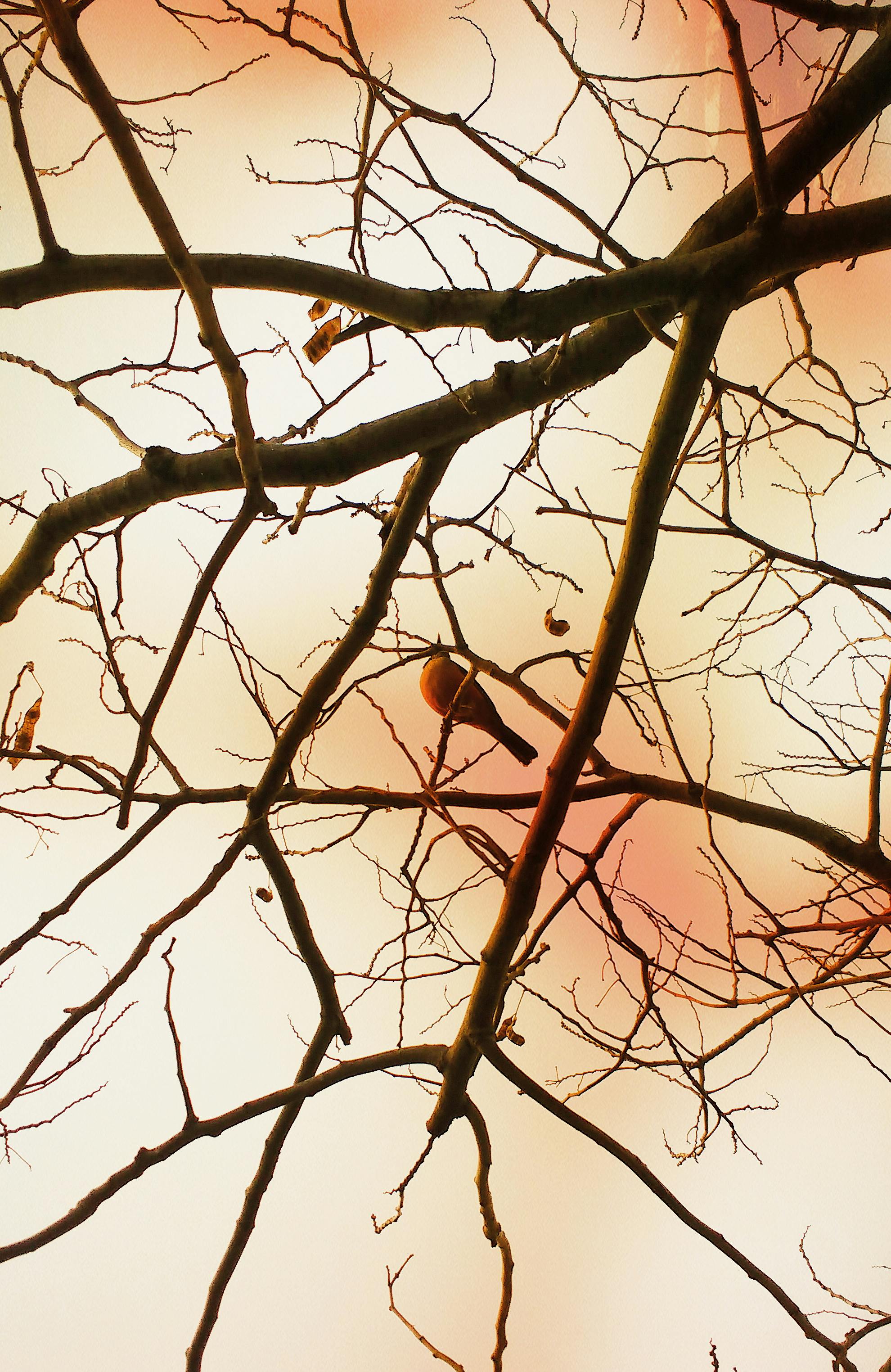 Free stock photo of autumn colors, bird, tree branches