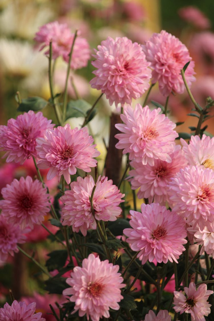 Close-up Of Pink Chrysanthemum Flowers