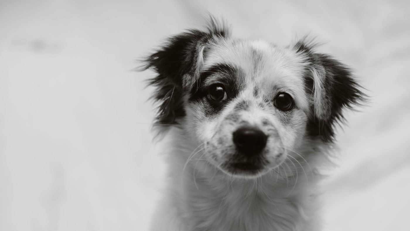 Can a Dog Go Vegetarian? An Honest Look From a Veggie Owner