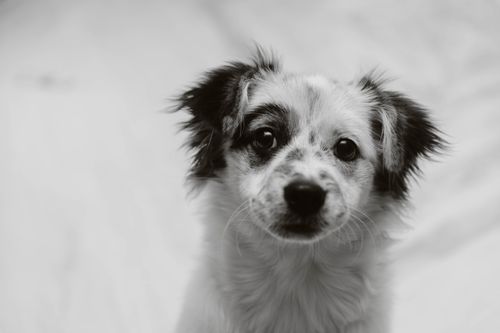 Free Charming close-up black and white image of a cute puppy looking forward, perfect for pet lovers. Stock Photo