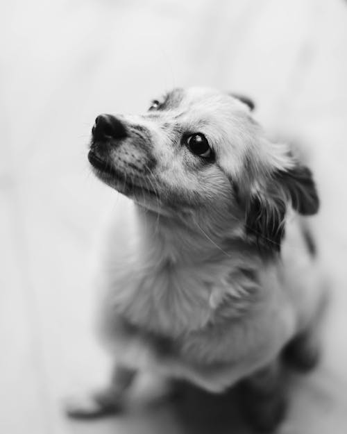 Grayscale Photo of a Dog 