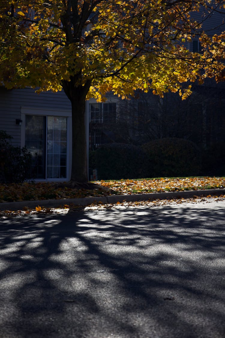 Tree Casting Shadow On Street