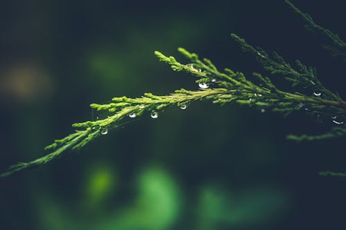 Зеленая еловая ветка с водяной росой