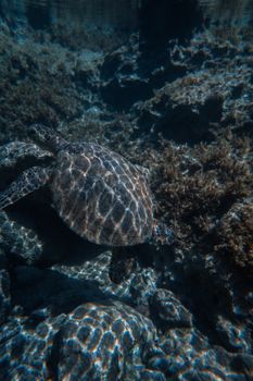 A captivating underwater view of a turtle swimming across coral reefs, showcasing marine life.