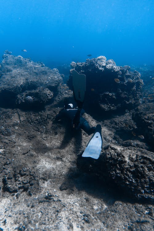 Foto profissional grátis de aventura, corais, embaixo da água