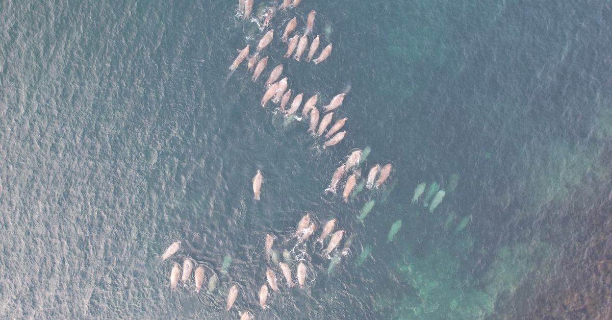 Drone captures a pod of whales swimming in the open ocean from above, showcasing marine life.