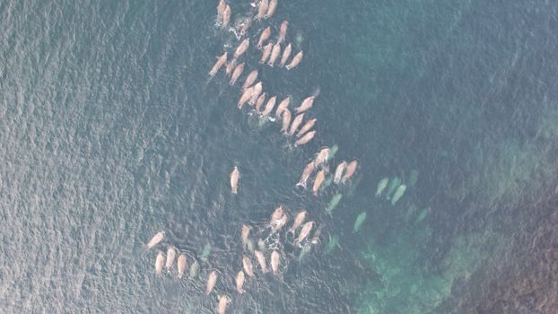 Drone captures a pod of whales swimming in the open ocean from above, showcasing marine life.