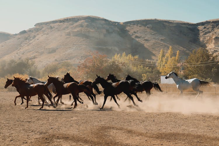 Herd Of Horses Running On A Field