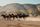 horses running