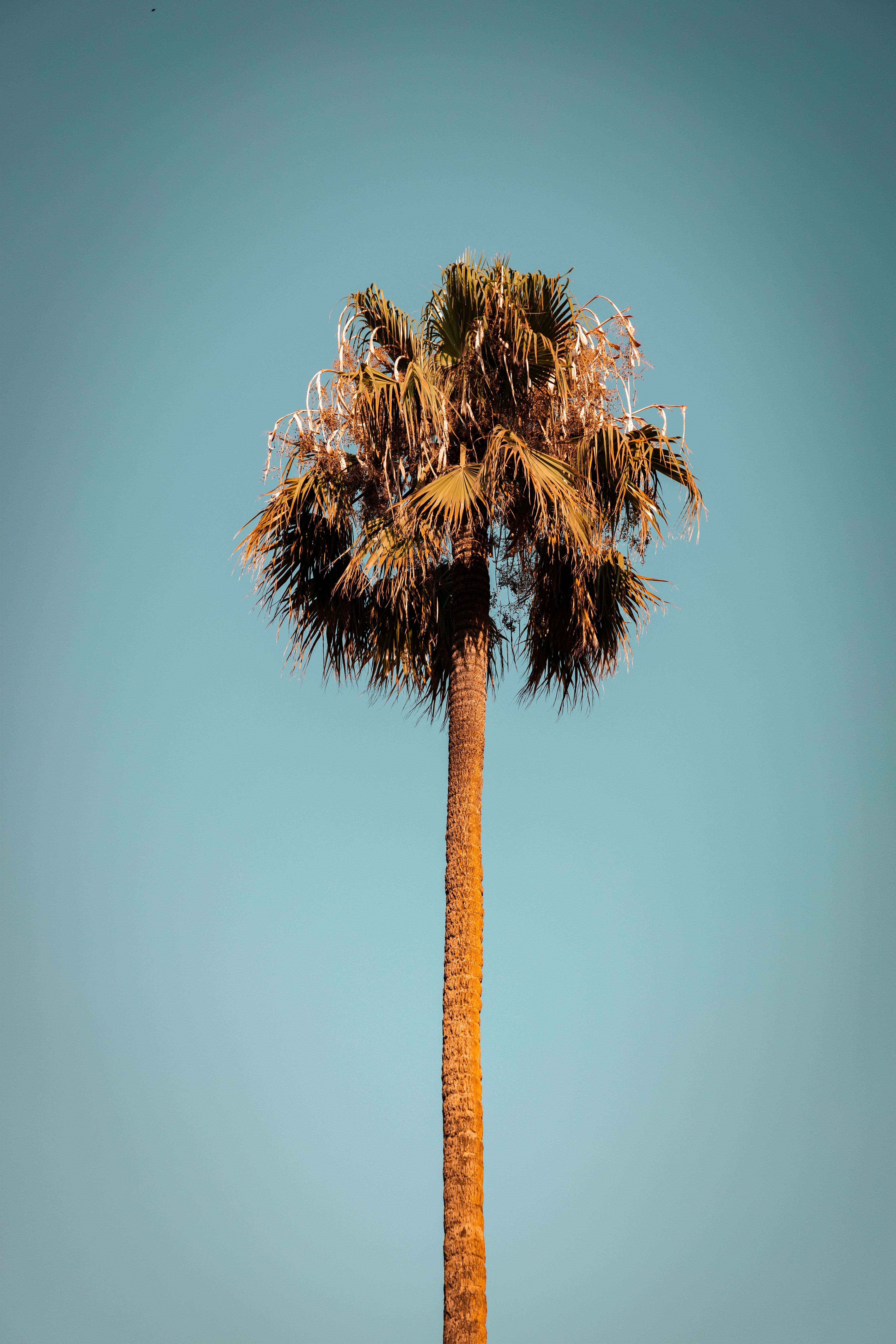 A solitary palm tree stands tall against a clear blue sky in Nice, France.