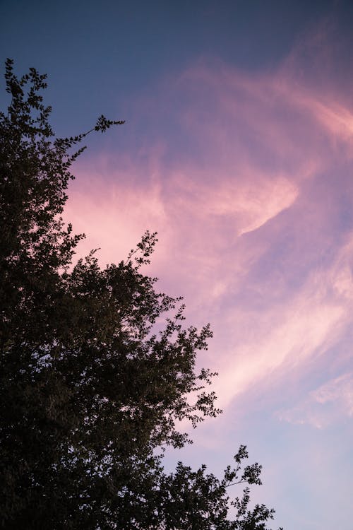 Бесплатное стоковое фото с вертикальный выстрел, ветви деревьев, облачное небо
