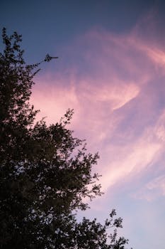 A mesmerizing view of pink clouds at sunset with silhouetted tree branches in the foreground.