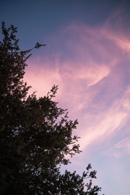 A mesmerizing view of pink clouds at sunset with silhouetted tree branches in the foreground.