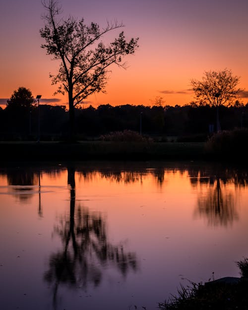 Silhouette of Trees near Calm Lake during Sunset