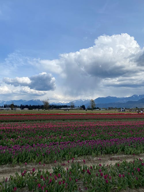 Fotos de stock gratuitas de agricultura, campo, cielo azul
