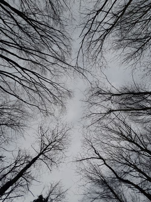 Free Looking up at leafless trees against a grey sky in Beykoz, capturing winter's stark beauty. Stock Photo