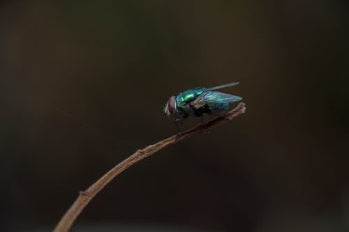 Close-Up Shot of a Housefly
