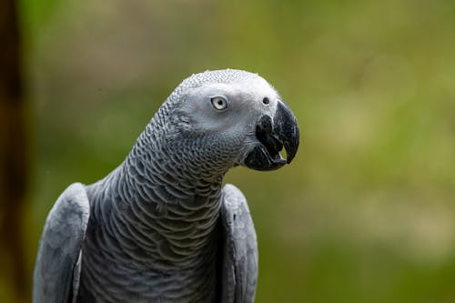 Grey Parrot in Close-up Shot 
