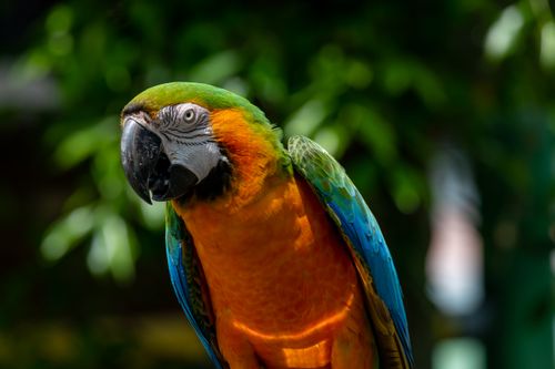 Free Striking close-up of a colorful blue-and-yellow macaw perched outdoors. Stock Photo
