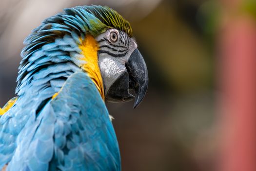 parrot photo