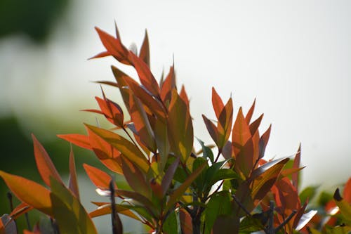 가을, 나뭇잎, 다채로운의 무료 스톡 사진