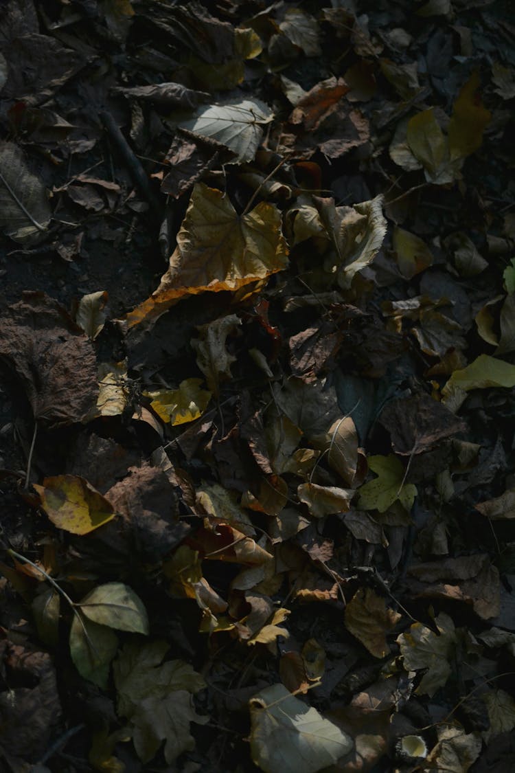 Dried Leaves On Ground