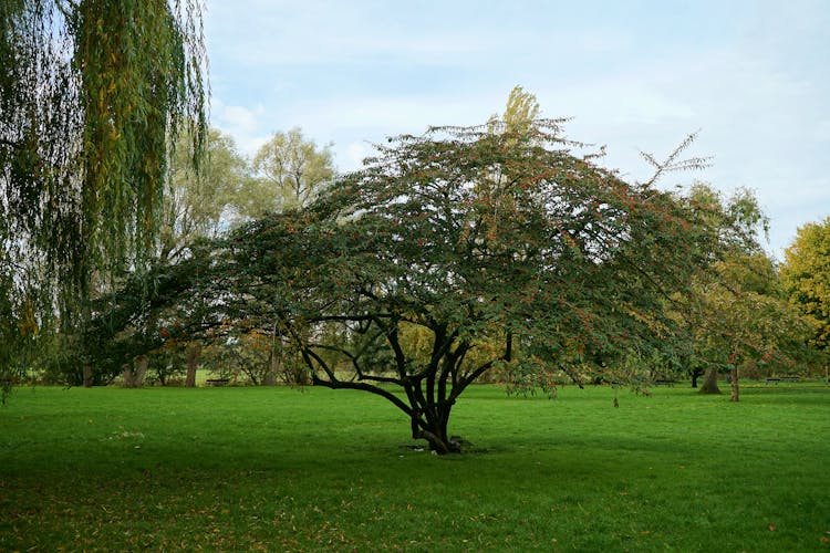 Salisbury Tree