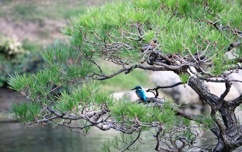 A Common Kingfisher on a Tree 