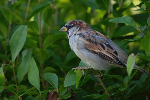 Free A detailed close-up photo of a sparrow perched among green leaves, showcasing vibrant plumage. Stock Photo