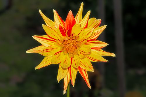 Free Close-up of a single vibrant yellow and red dahlia flower in full bloom, showcasing its intricate petal patterns. Stock Photo