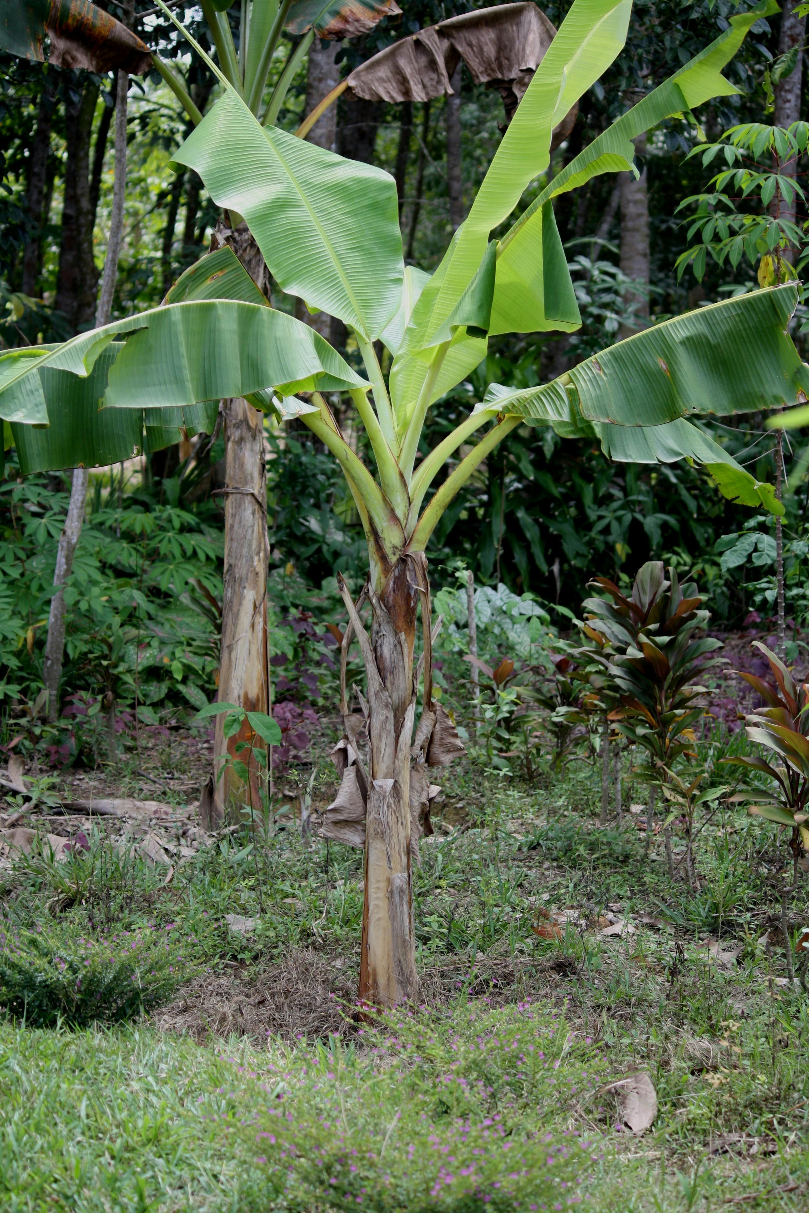 Free stock photo of banana leaves, Big leaf