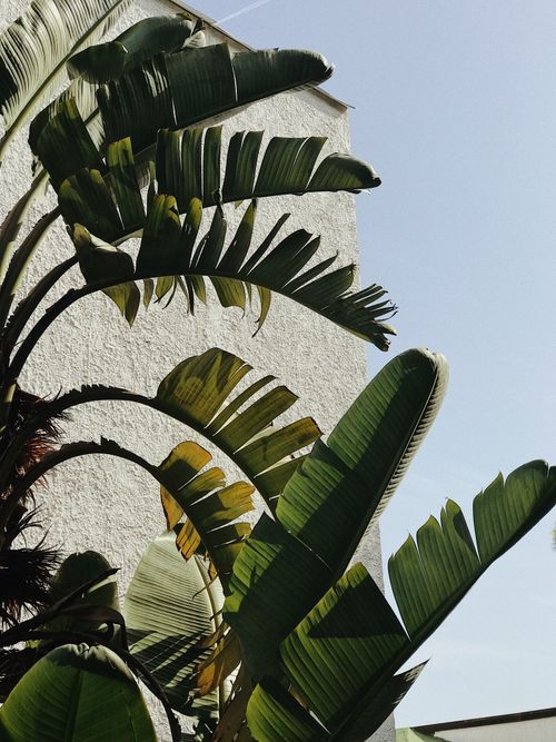 Free Sunlit palm leaves in front of a white textured building facade, perfect for nature and architecture themes. Stock Photo