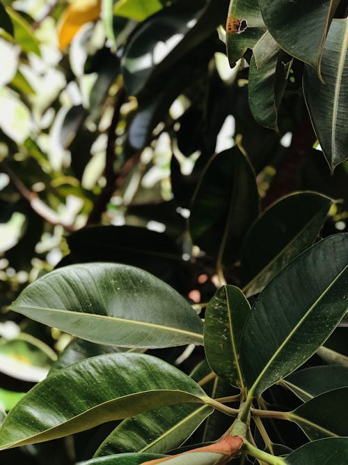 Close-Up Shot of Green Tree Leaves