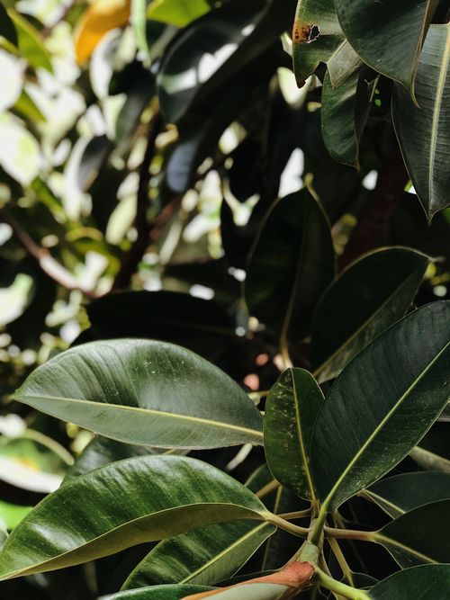 Free Detailed view of Ficus leaves showcasing textures and light play in an outdoor setting. Stock Photo