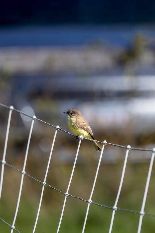 Kostenloses Stock Foto zu flycatcher, hocken, natur