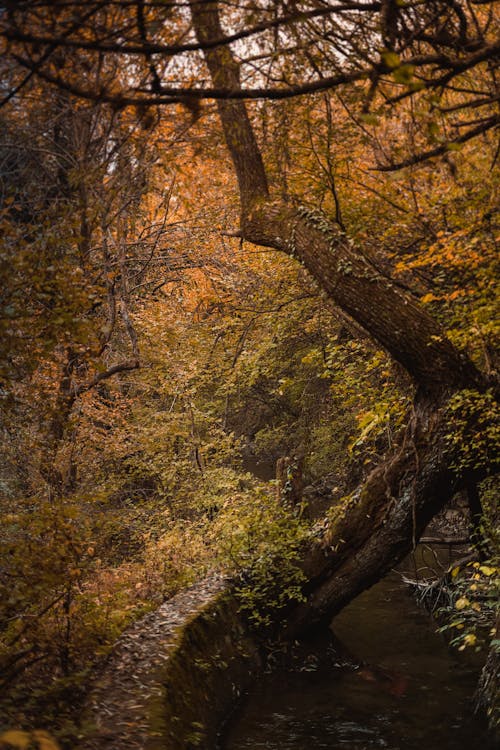 Základová fotografie zdarma na téma fotografie přírody, les, listy