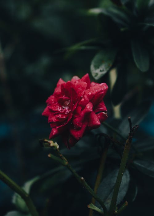 Δωρεάν στοκ φωτογραφιών με 4k ταπετσαρία, κήπος αυξήθηκε, Κόκκινο τριαντάφυλλο
