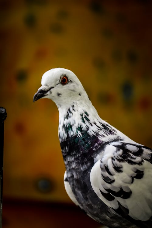 bezplatná Základová fotografie zdarma na téma detail, divoký holub, pták Základová fotografie