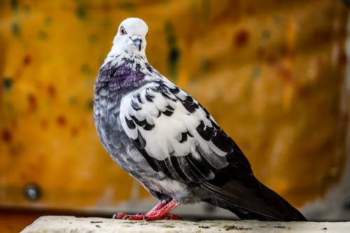 Gratis stockfoto met aviaire, beest, betonnen oppervlak