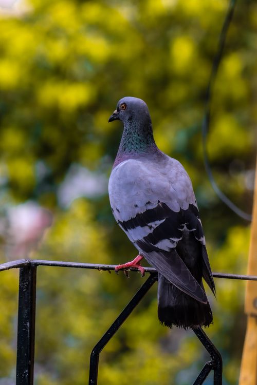Free Detailed portrait of a feral pigeon perched on a balcony railing in Hyderabad, India. Stock Photo