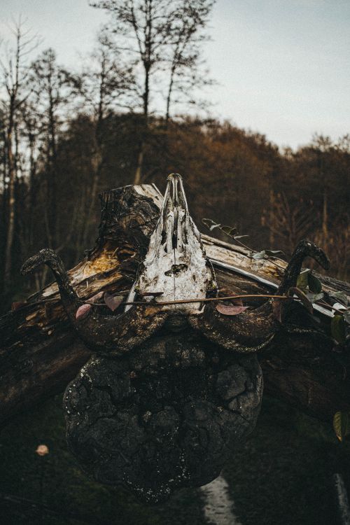 Free A dramatic close-up of a weathered skull perched on a fallen log amidst a dense forest setting. Stock Photo